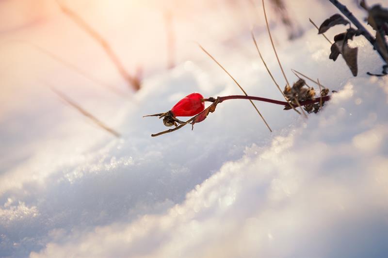 Le meilleur des chants et chansons de Noël tchèques et du monde entier  - aperçu de l'image